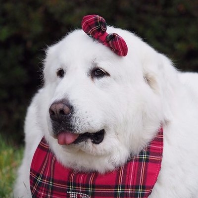 大型犬の画像下さい