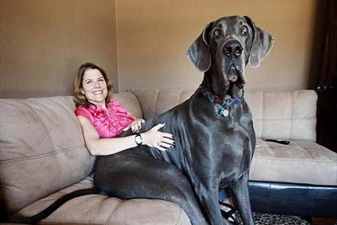 大型犬の画像下さい
