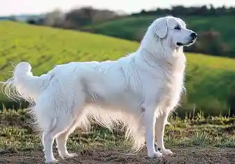 大型犬の画像下さい