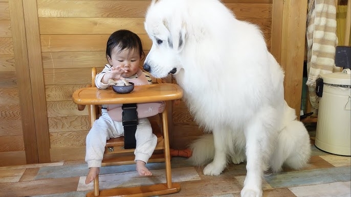 大型犬の画像下さい