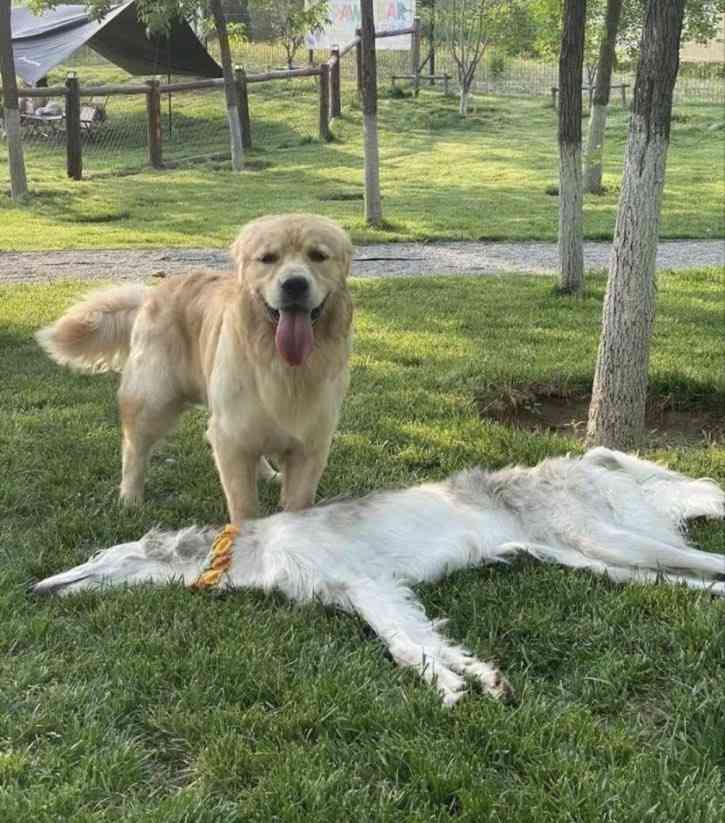 大型犬の画像下さい