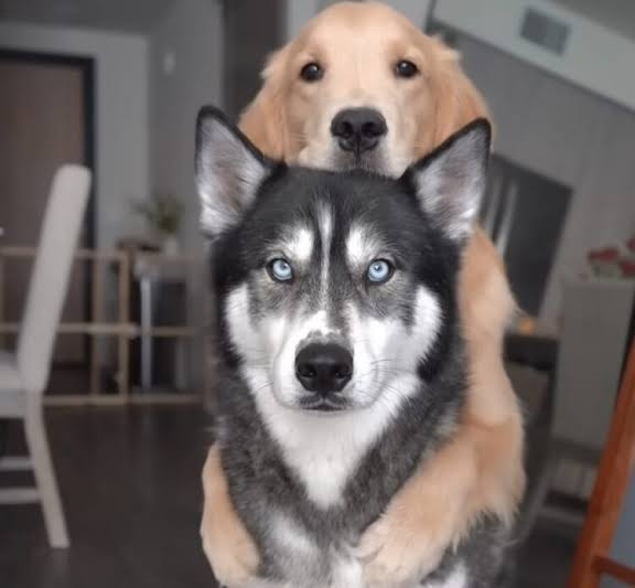 大型犬の画像下さい