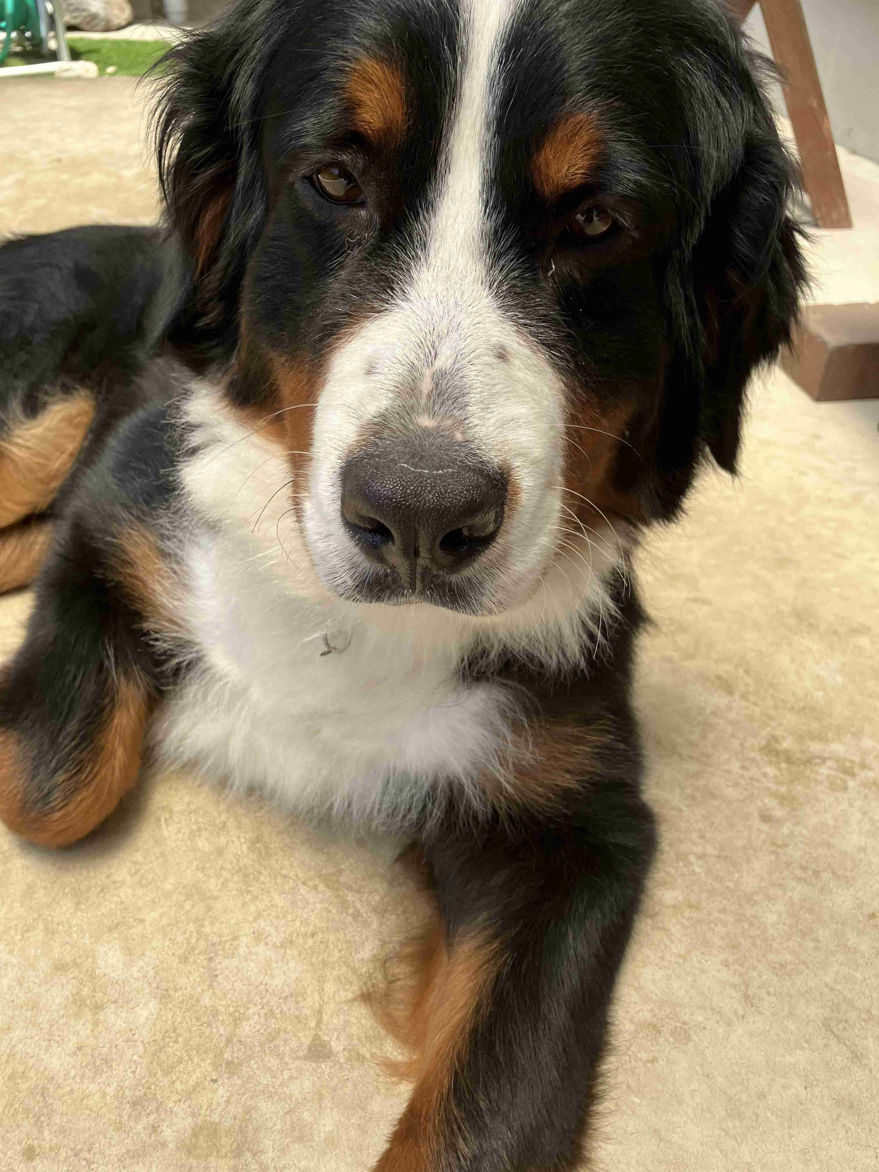 大型犬の画像下さい