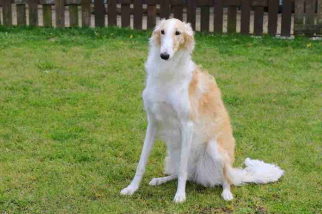 大型犬の画像下さい