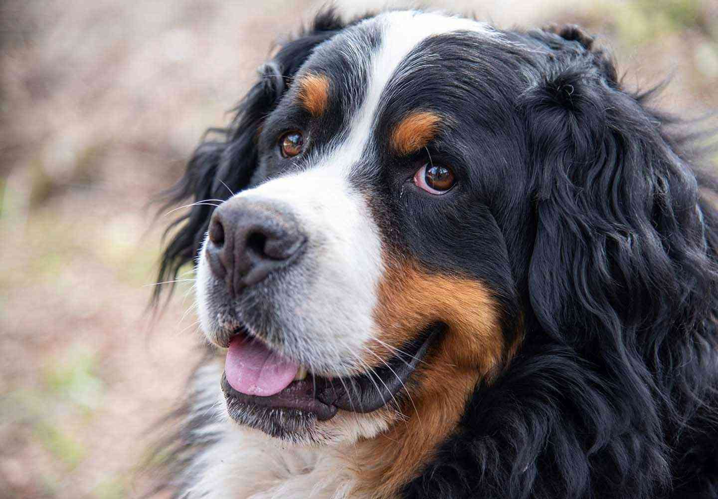 大型犬の画像下さい