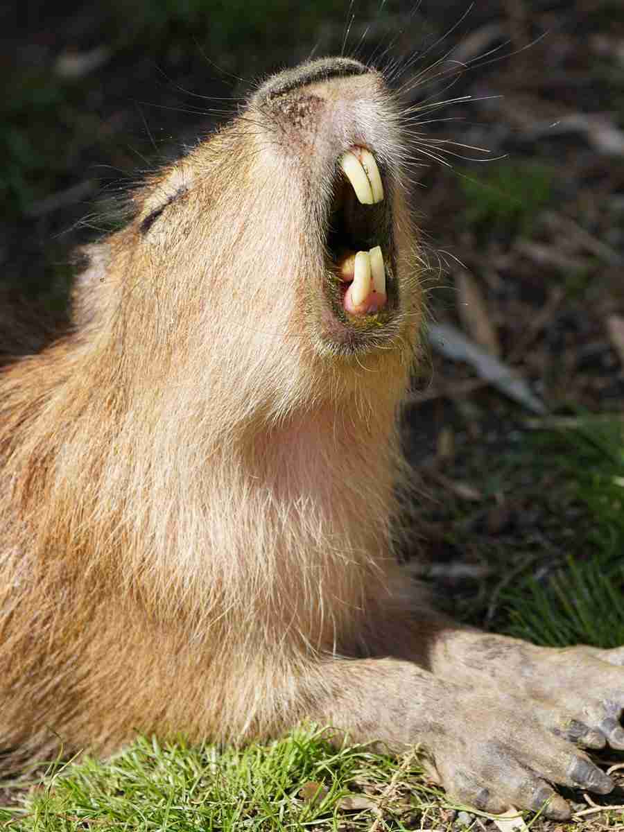 比較されがちなこと