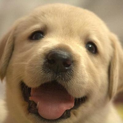 犬と猫飼ってる人【雑談】