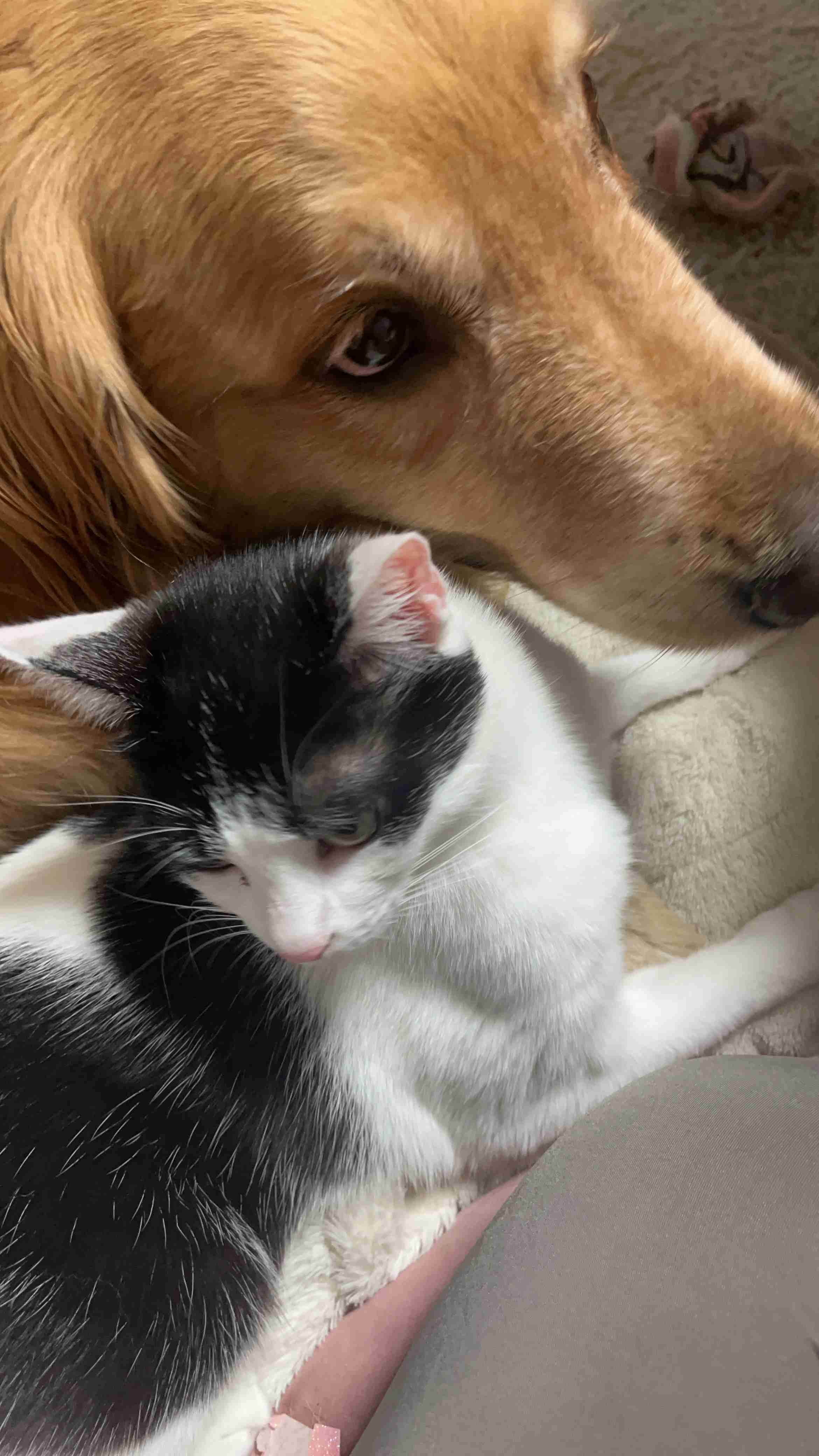 犬と猫飼ってる人【雑談】