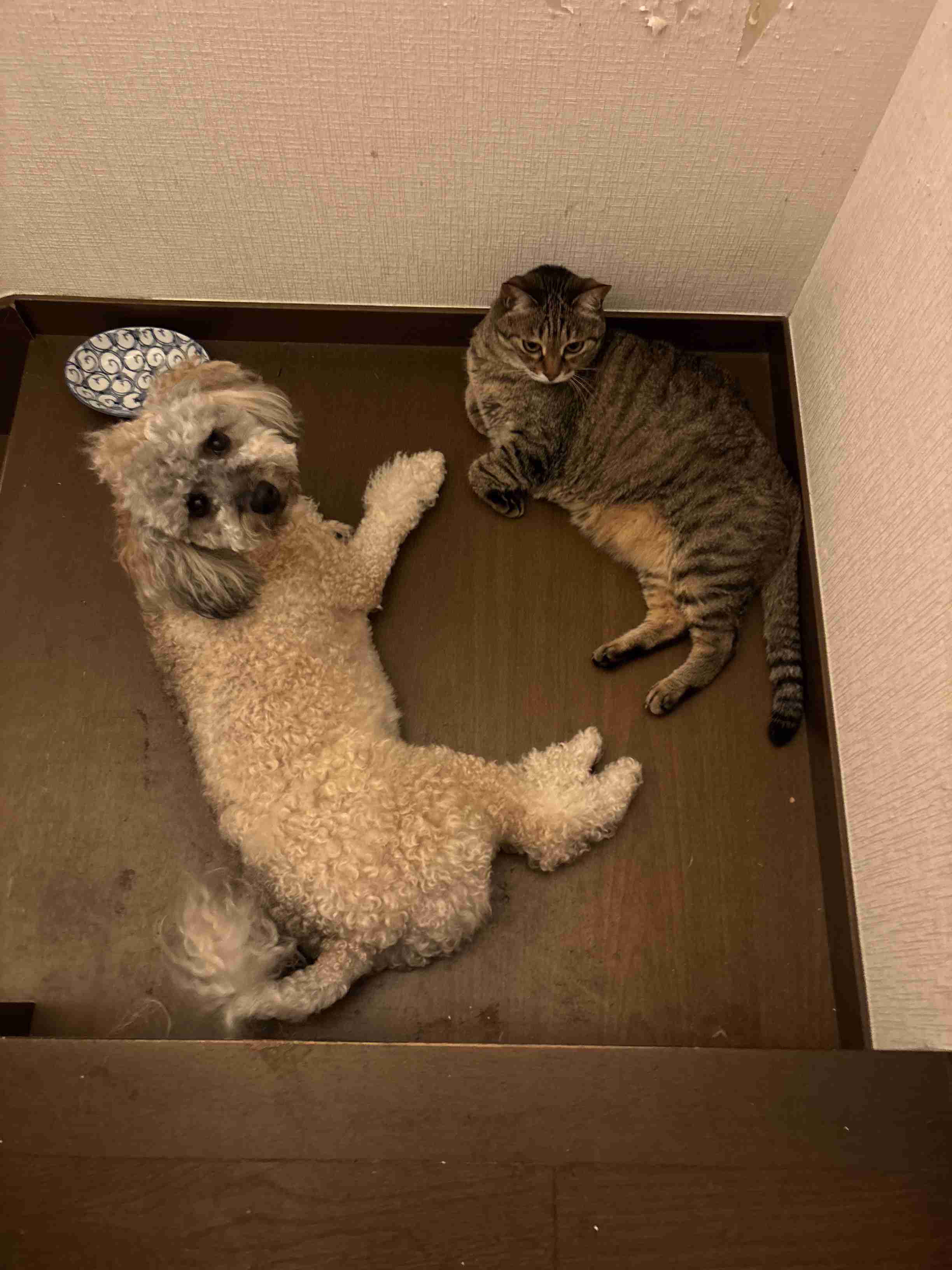 犬と猫飼ってる人【雑談】