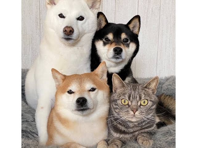 犬と猫飼ってる人【雑談】