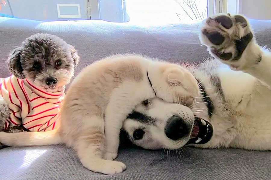 犬と猫飼ってる人【雑談】
