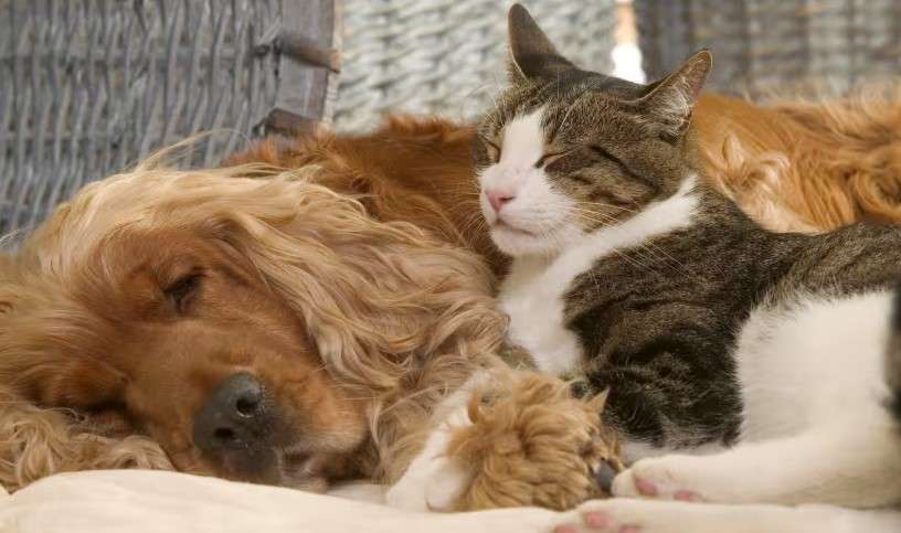 犬と猫飼ってる人【雑談】
