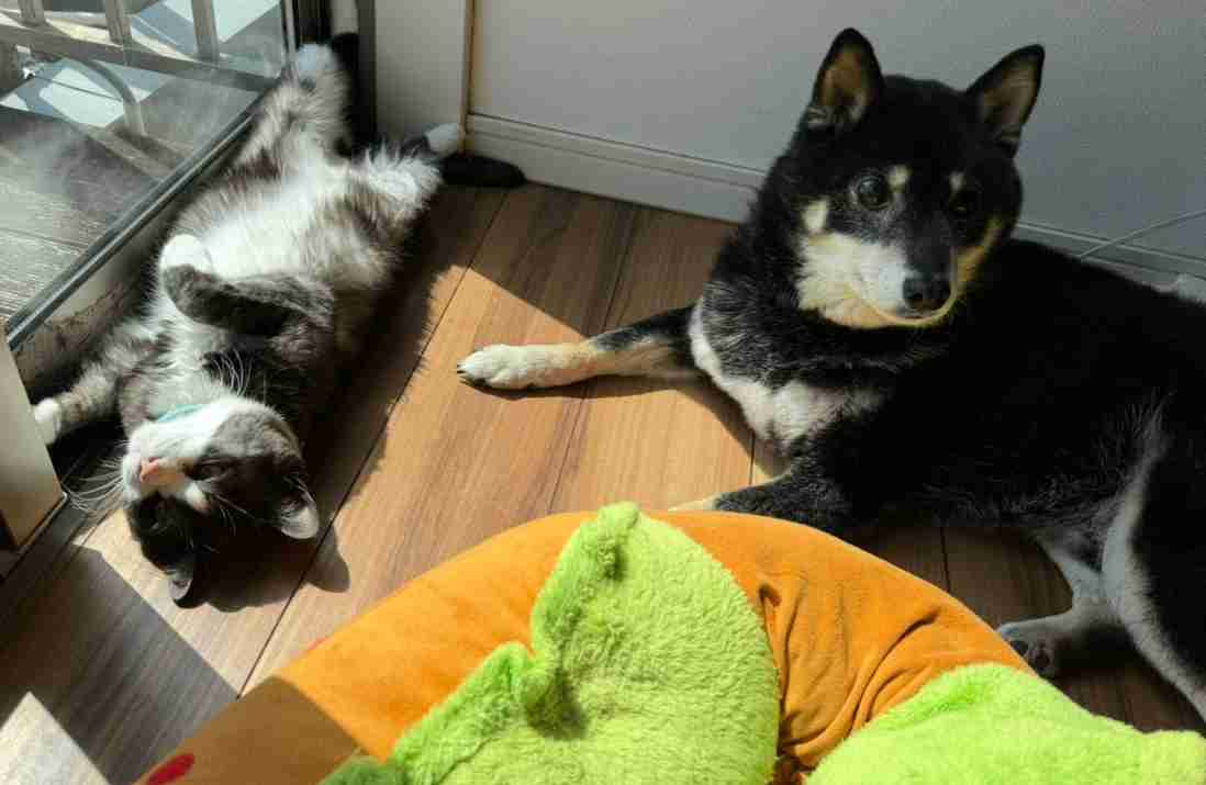 犬と猫飼ってる人【雑談】