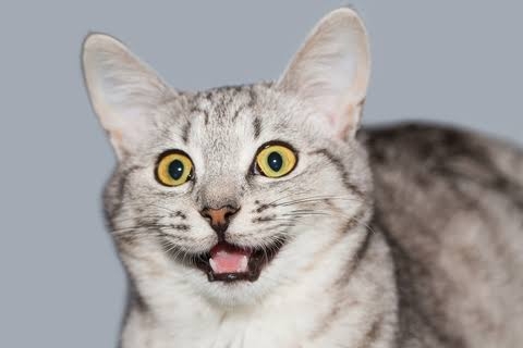 愛猫の表情が笑って見えることはありませんか？　猫の“笑って見える表情”のヒミツを獣医師が解説！