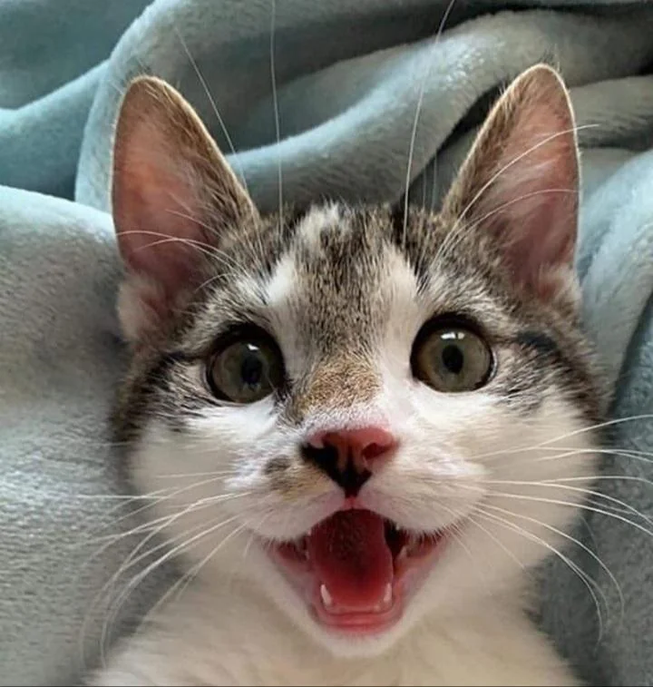 愛猫の表情が笑って見えることはありませんか？　猫の“笑って見える表情”のヒミツを獣医師が解説！
