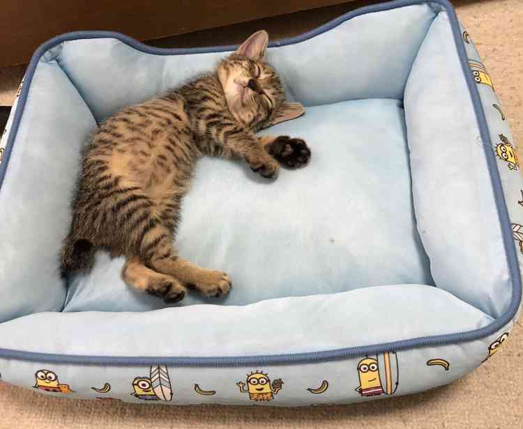 愛猫の表情が笑って見えることはありませんか？　猫の“笑って見える表情”のヒミツを獣医師が解説！