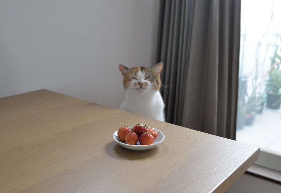 愛猫の表情が笑って見えることはありませんか？　猫の“笑って見える表情”のヒミツを獣医師が解説！