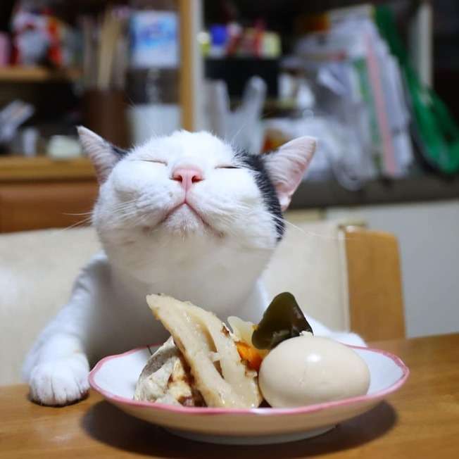 愛猫の表情が笑って見えることはありませんか？　猫の“笑って見える表情”のヒミツを獣医師が解説！