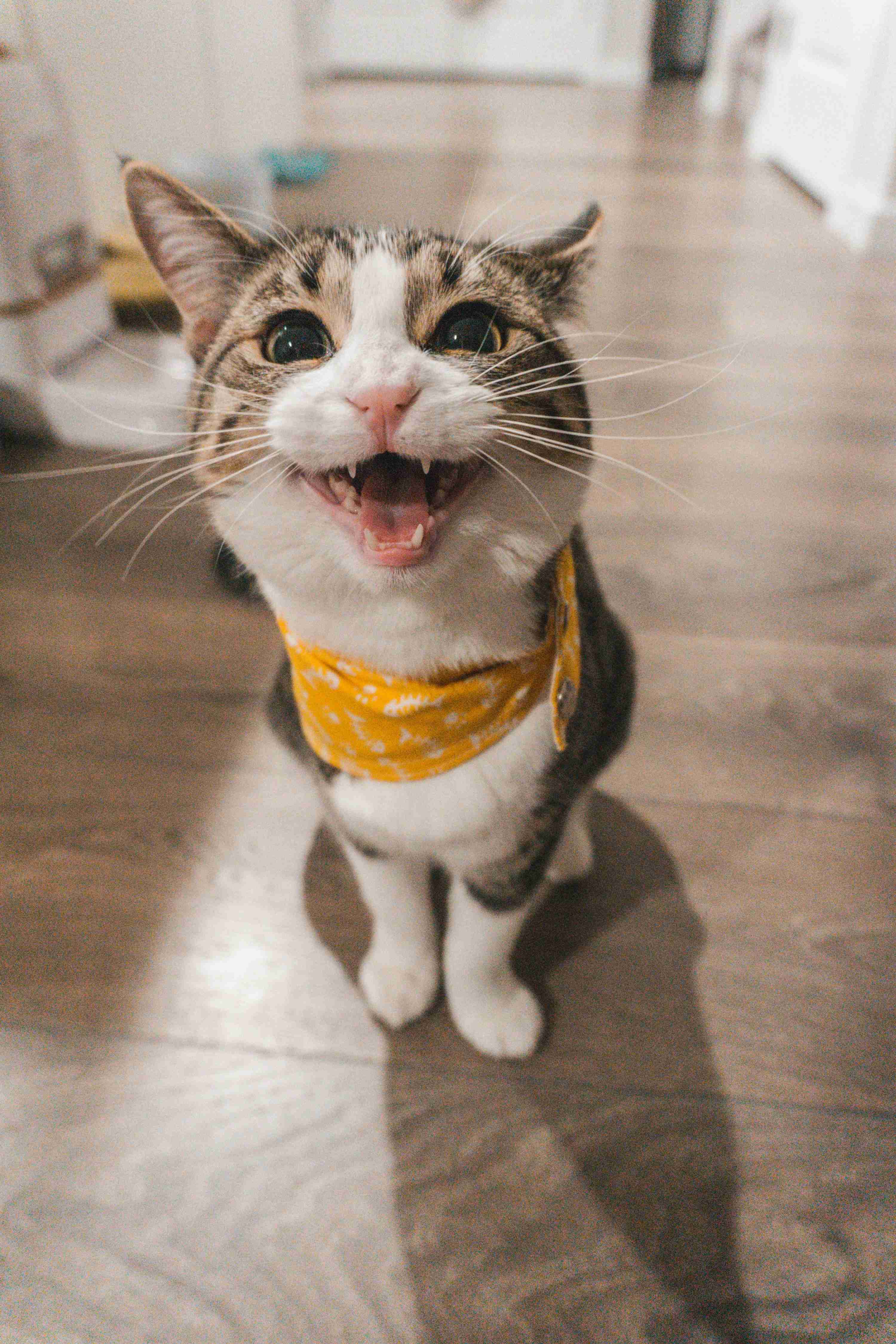 愛猫の表情が笑って見えることはありませんか？　猫の“笑って見える表情”のヒミツを獣医師が解説！