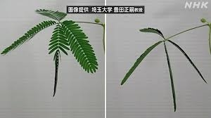 【ゴールデンカムイ】尾形百之助を語るトピpart11