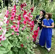 【ガーデニング】ガルちゃん園芸部【花・植物】part.47