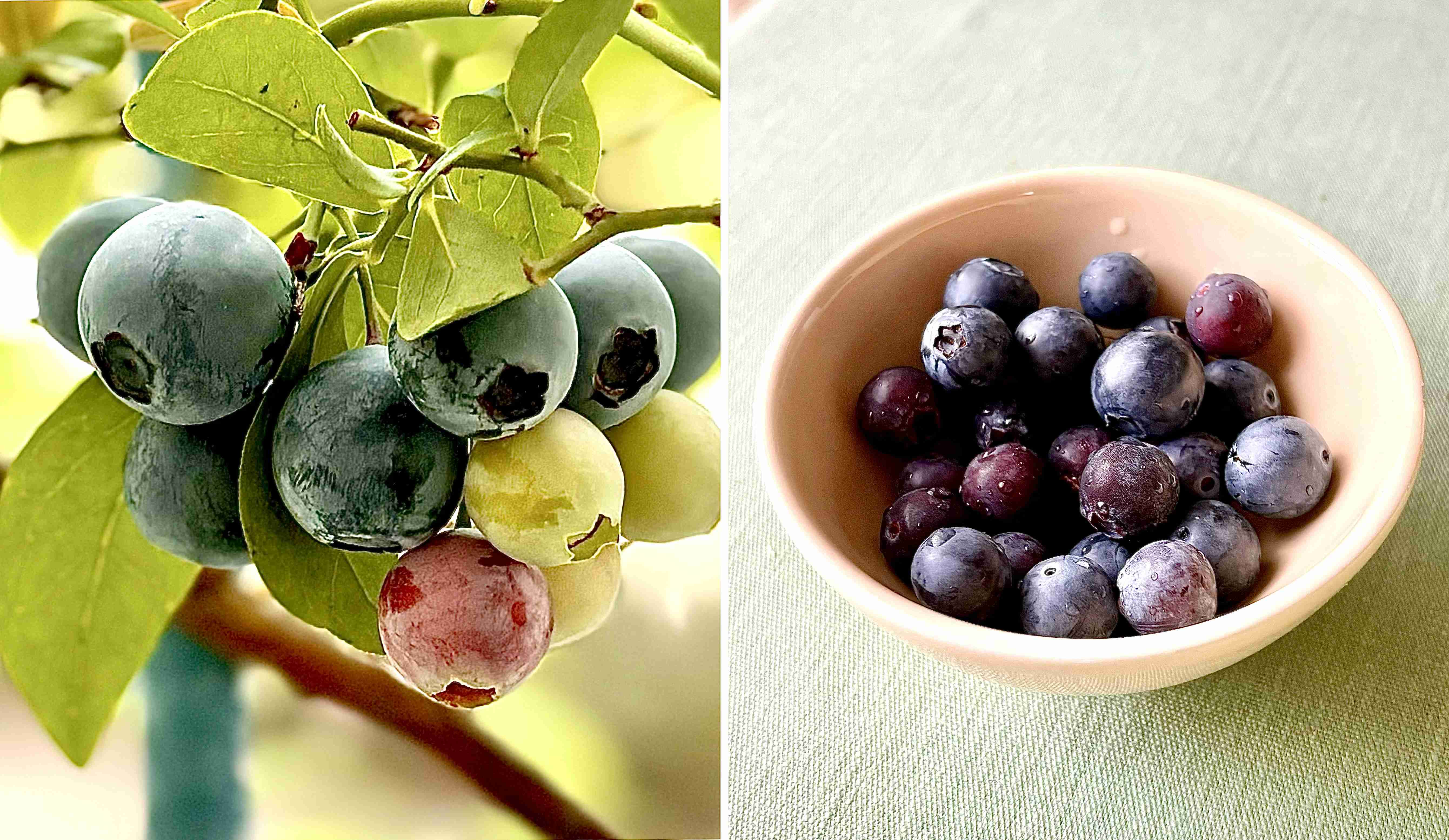 【ガーデニング】ガルちゃん園芸部【花・植物】part.47
