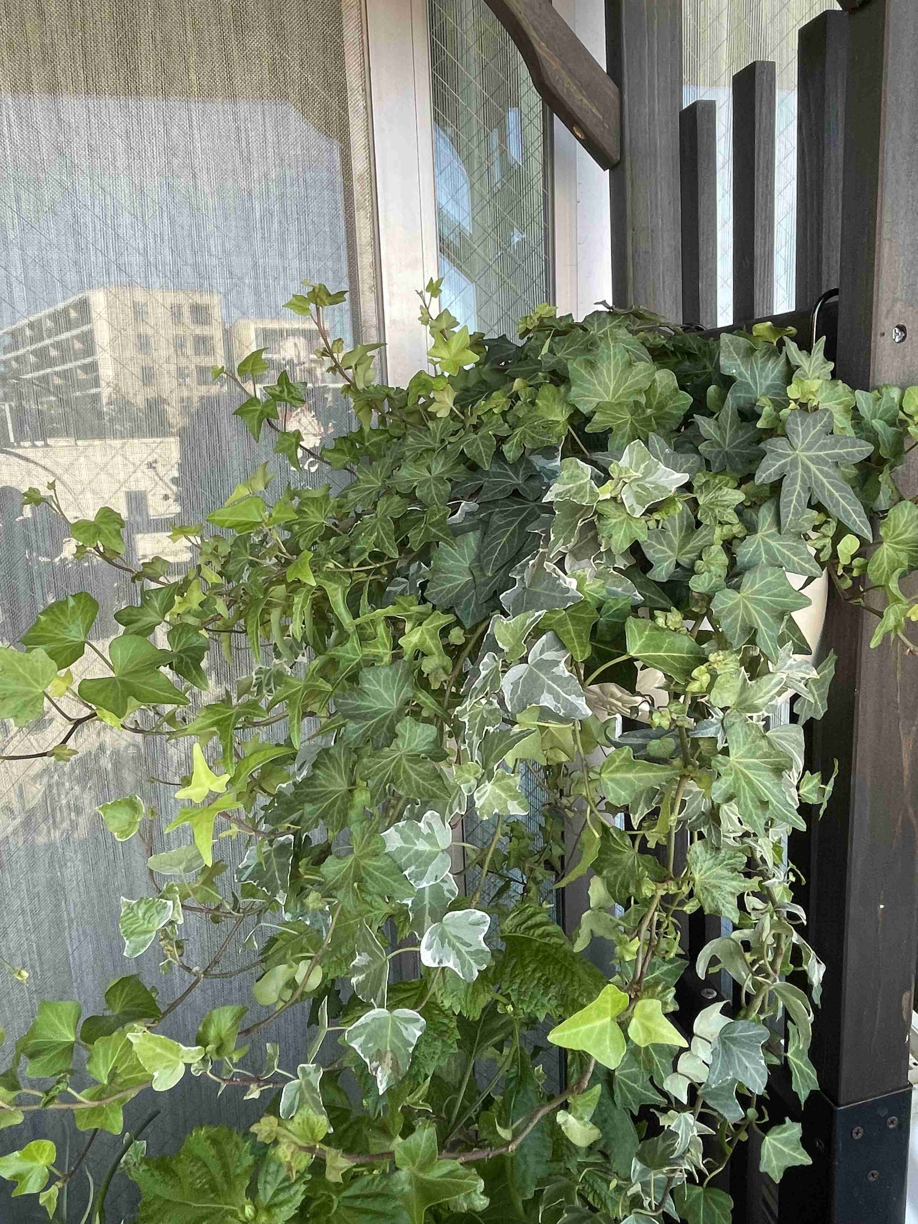 【ガーデニング】ガルちゃん園芸部【花・植物】part.47