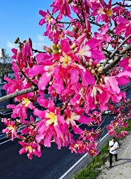 【ガーデニング】ガルちゃん園芸部【花・植物】part.47