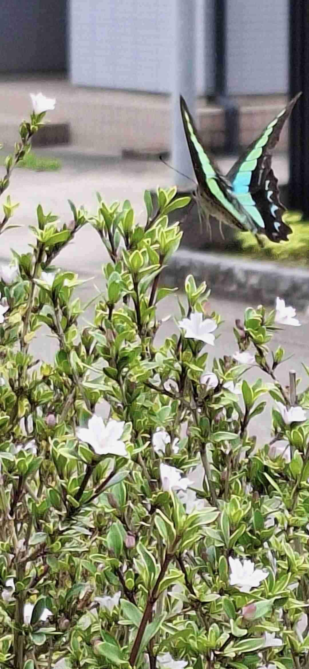 【ガーデニング】ガルちゃん園芸部【花・植物】part.47