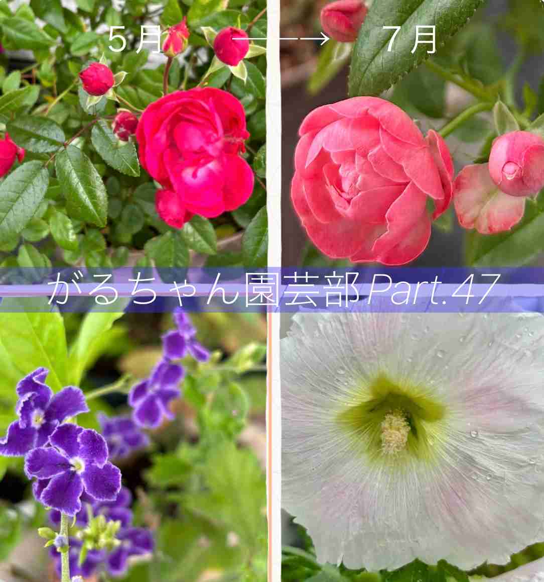 【ガーデニング】ガルちゃん園芸部【花・植物】part.47