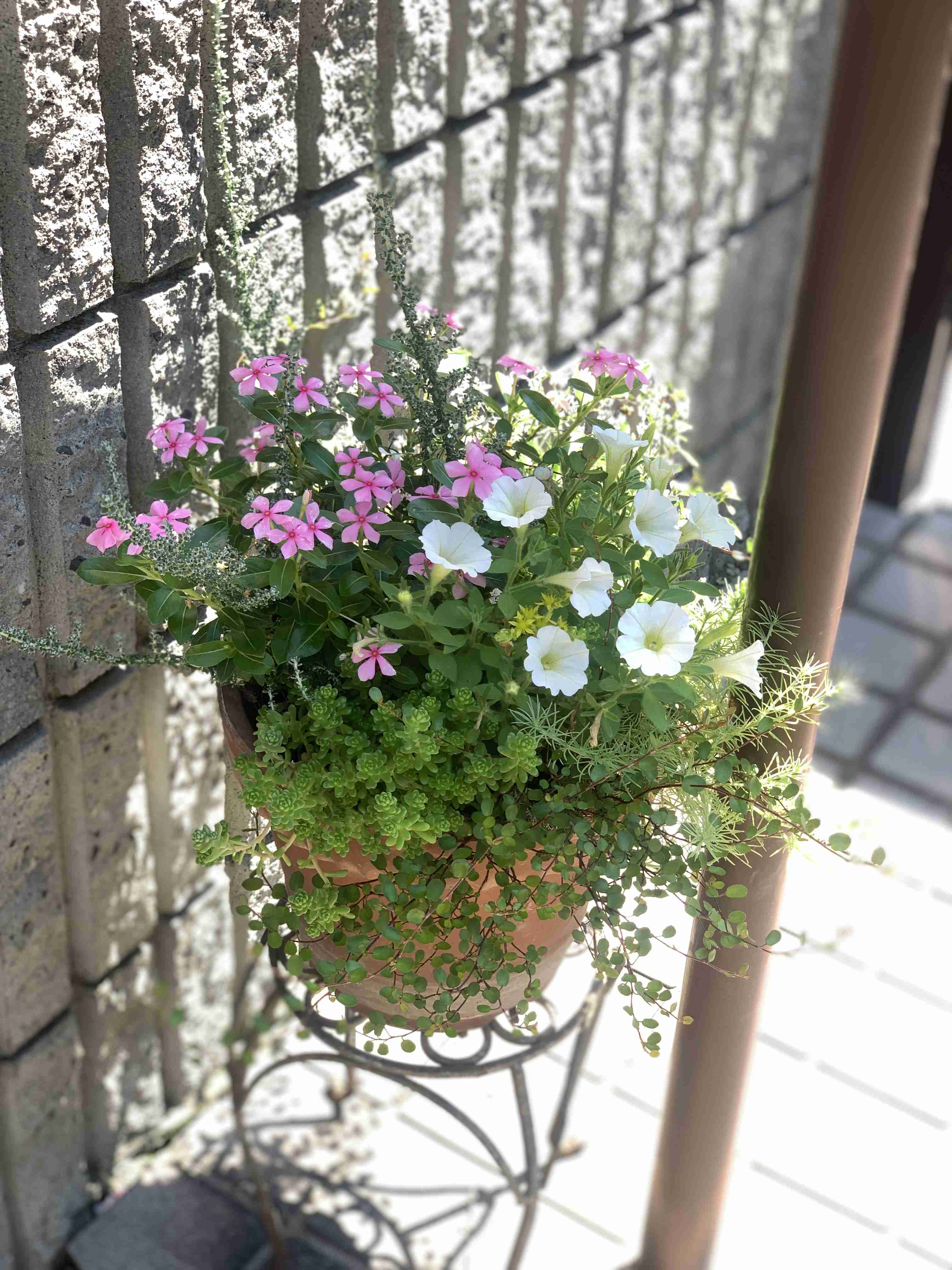 【ガーデニング】ガルちゃん園芸部【花・植物】part.47