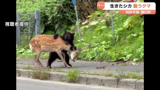 クマって絶滅させたらダメなの？