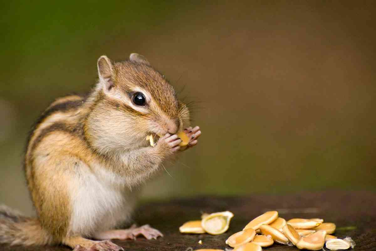がるちゃん薄味好き選手権