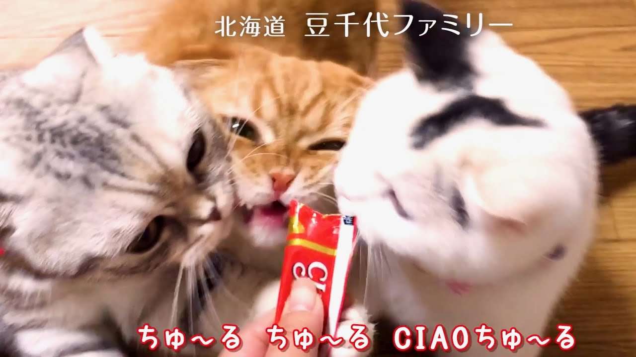 依存性が高いと思うもの