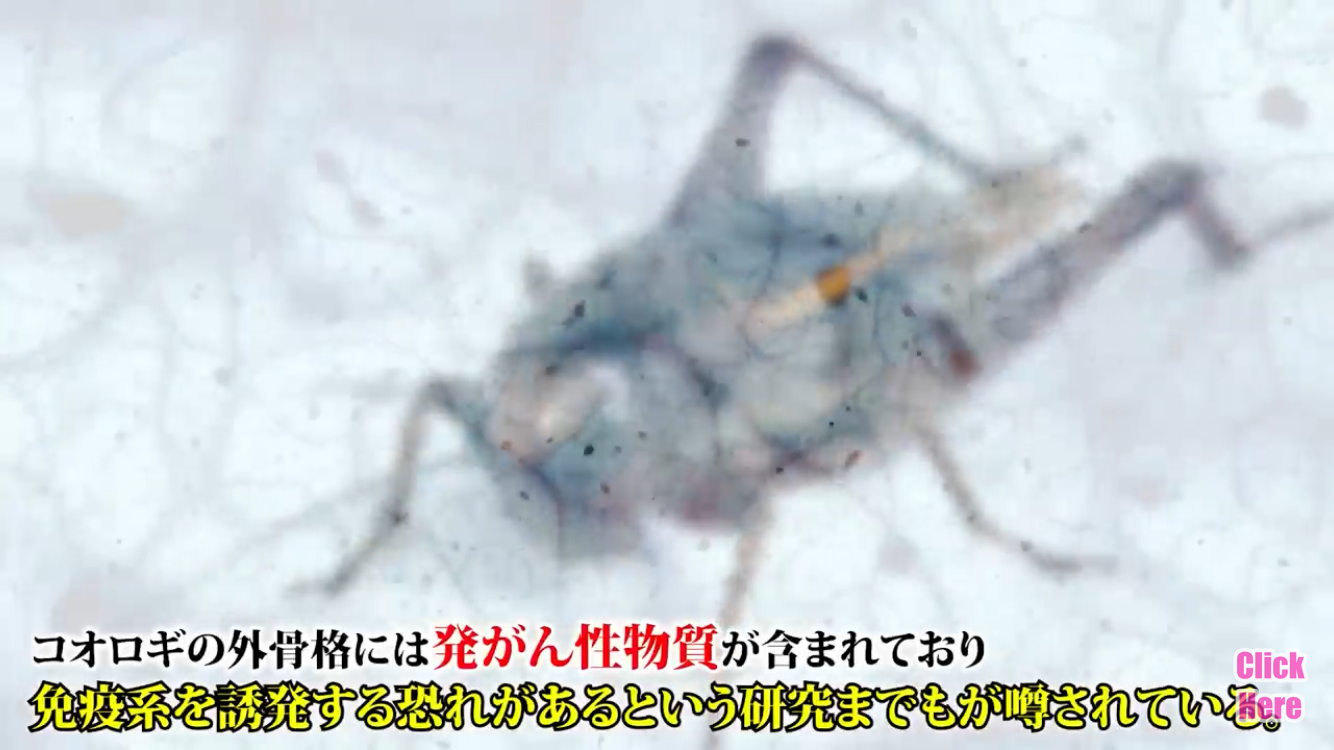 コオロギ食はなぜ嫌われたのか。科学では超えられない「食の抵抗感」の正体