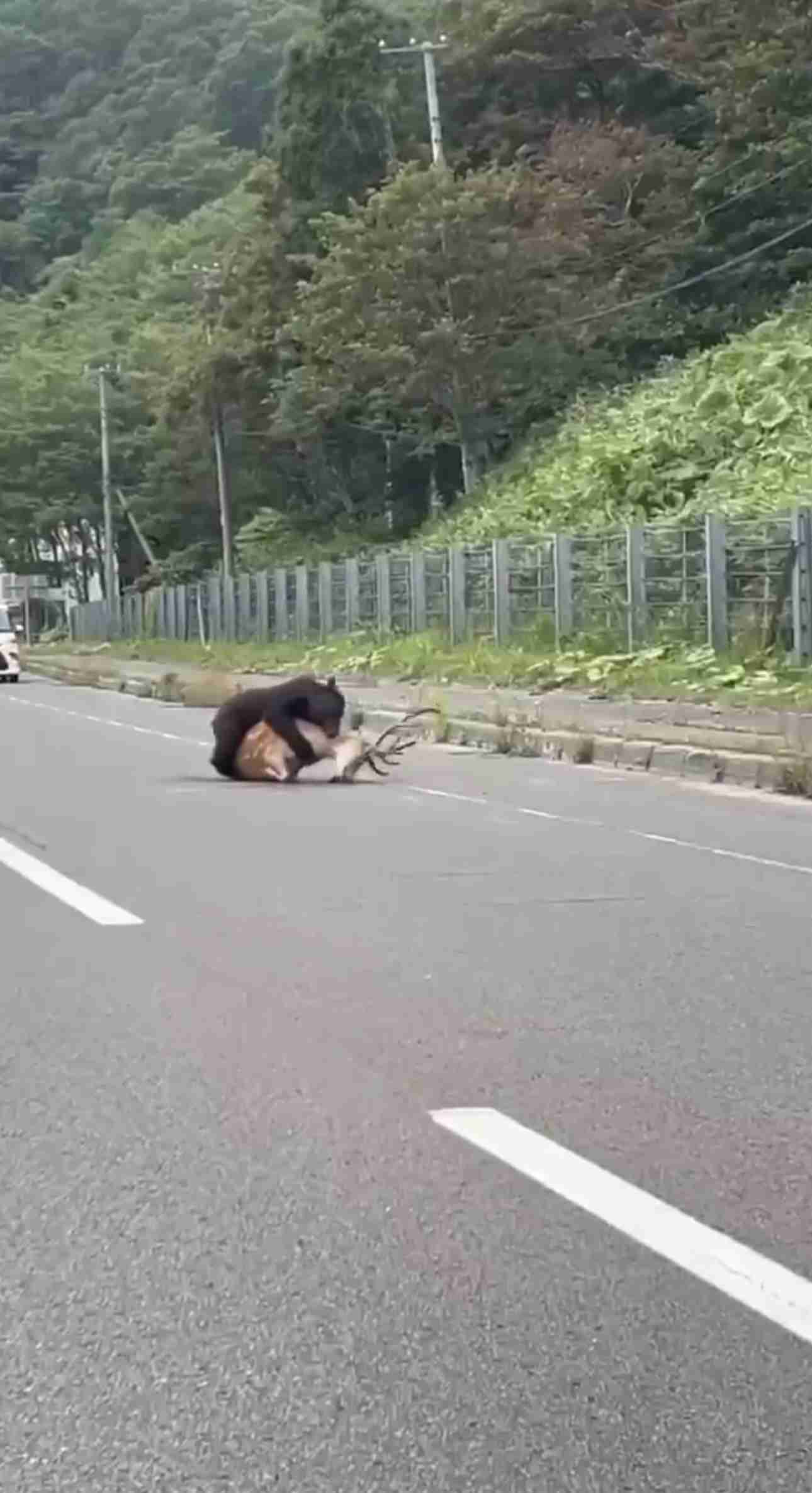【独自】「ただただ恐怖」1日3度もクマと遭遇　温泉への道中にクマの親子　入浴中も目の前に…帰路でも出没　北海道・斜里町