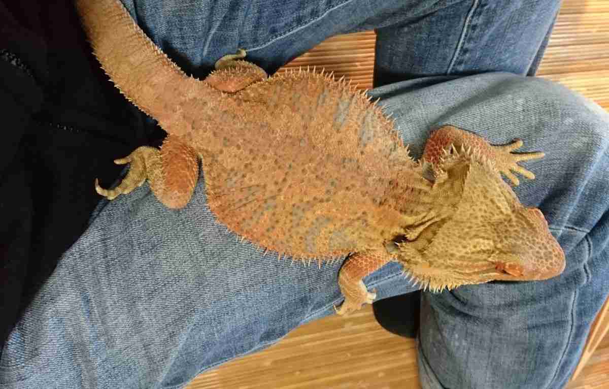 【閲覧注意⚠️】へびや爬虫類の話がしたい