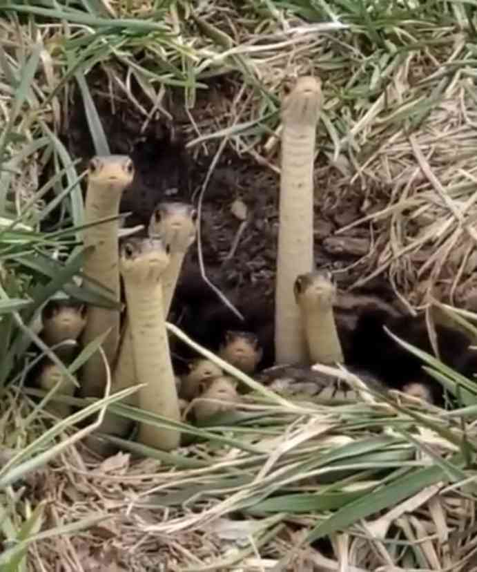 【閲覧注意⚠️】へびや爬虫類の話がしたい