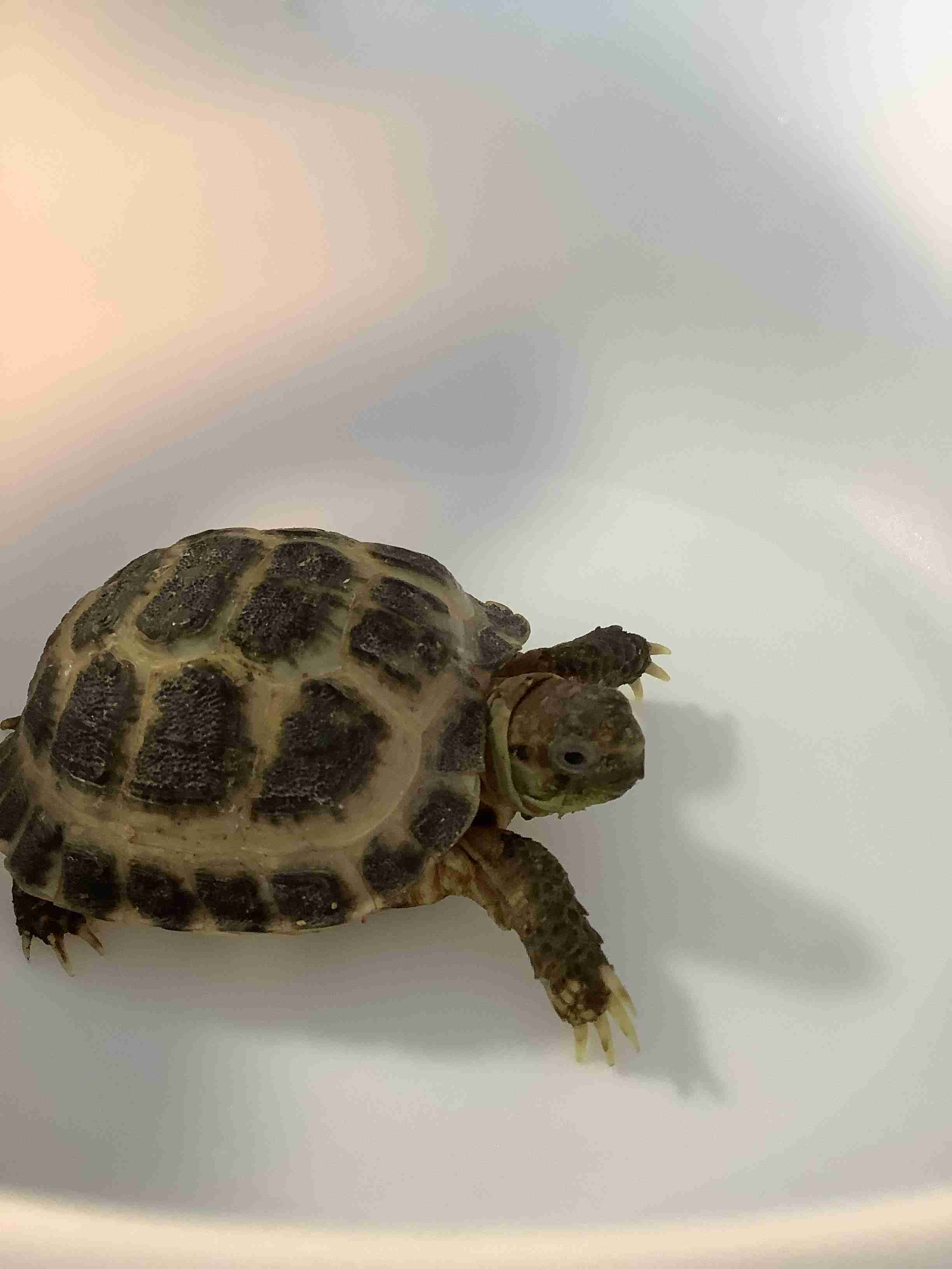 【閲覧注意⚠️】へびや爬虫類の話がしたい