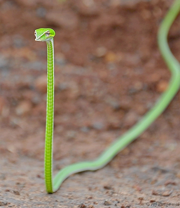 【閲覧注意⚠️】へびや爬虫類の話がしたい