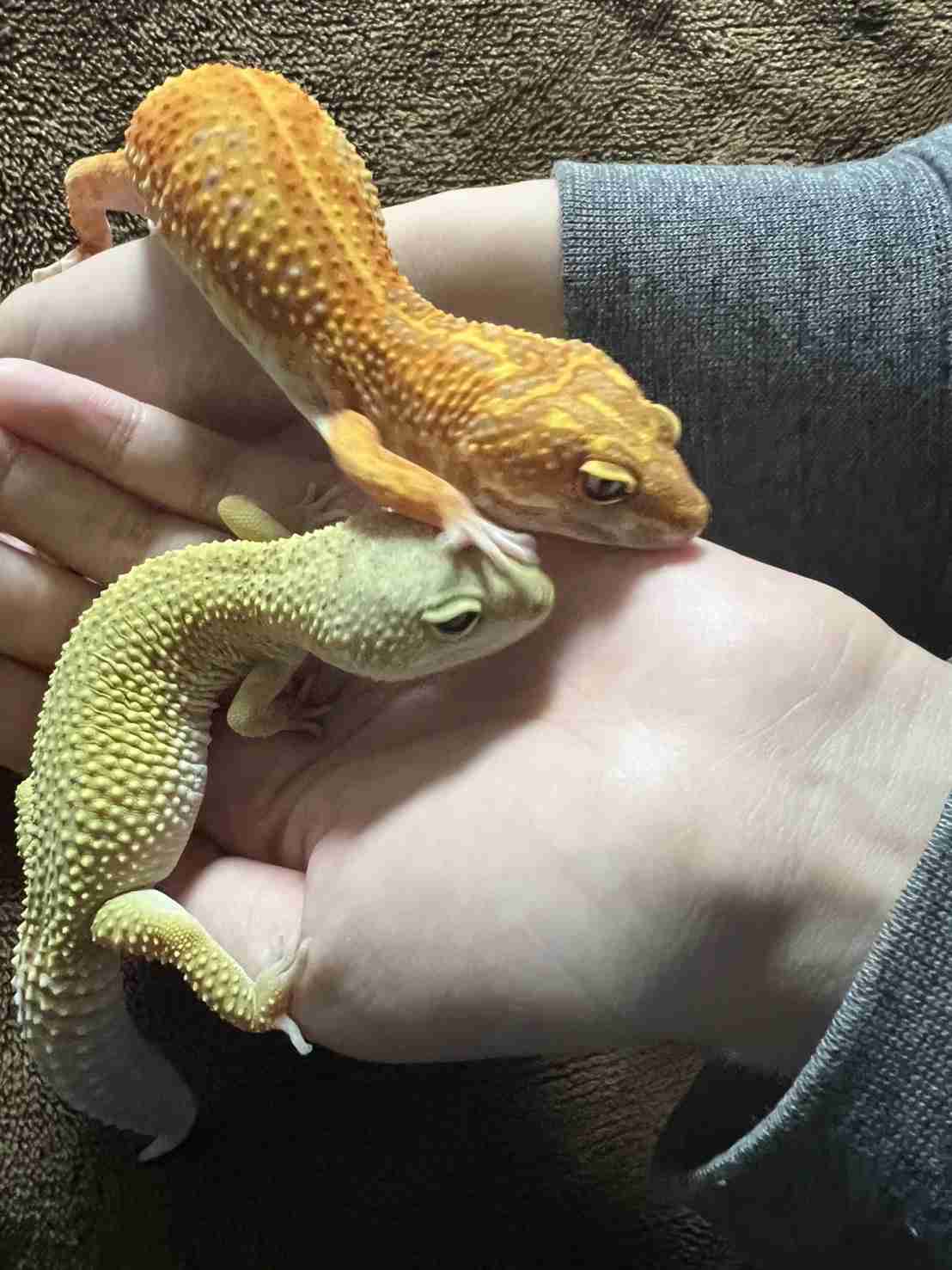 【閲覧注意⚠️】へびや爬虫類の話がしたい