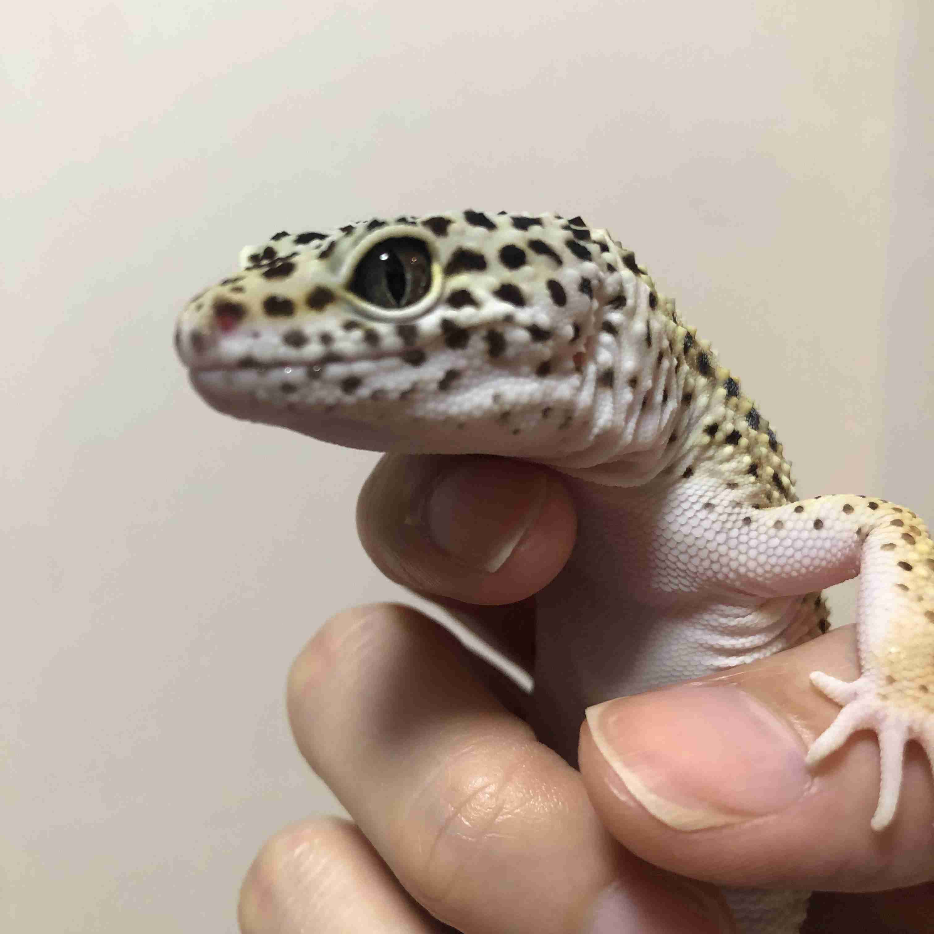 【閲覧注意⚠️】へびや爬虫類の話がしたい