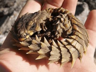 【閲覧注意⚠️】へびや爬虫類の話がしたい