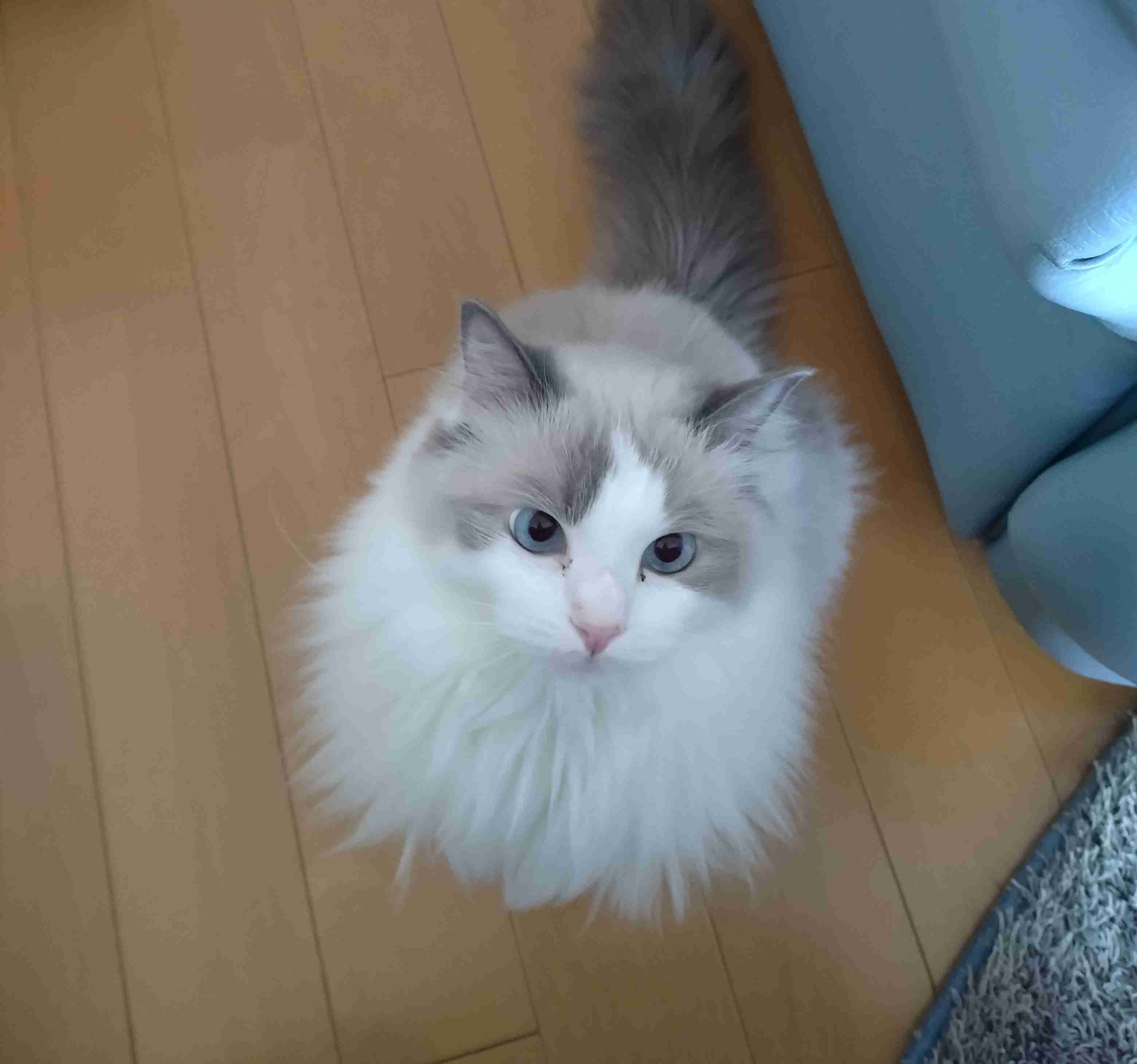 ラグドール飼ってる人〜!