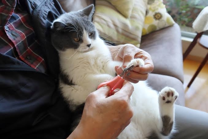 ラグドール飼ってる人〜!