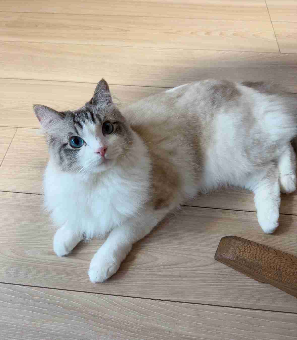 ラグドール飼ってる人〜!