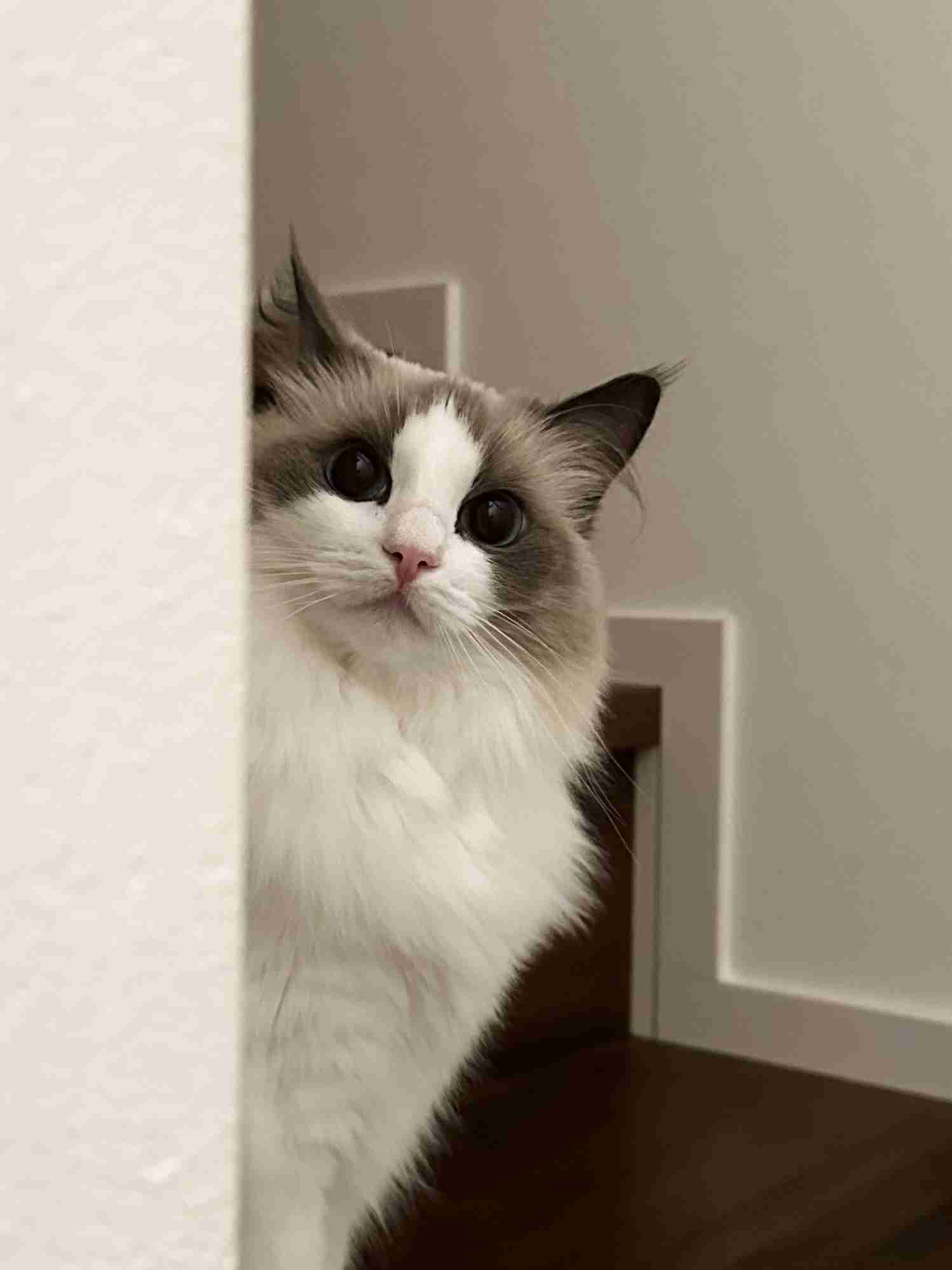 ラグドール飼ってる人〜!