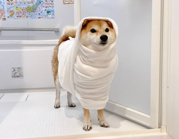 犬のシャンプー