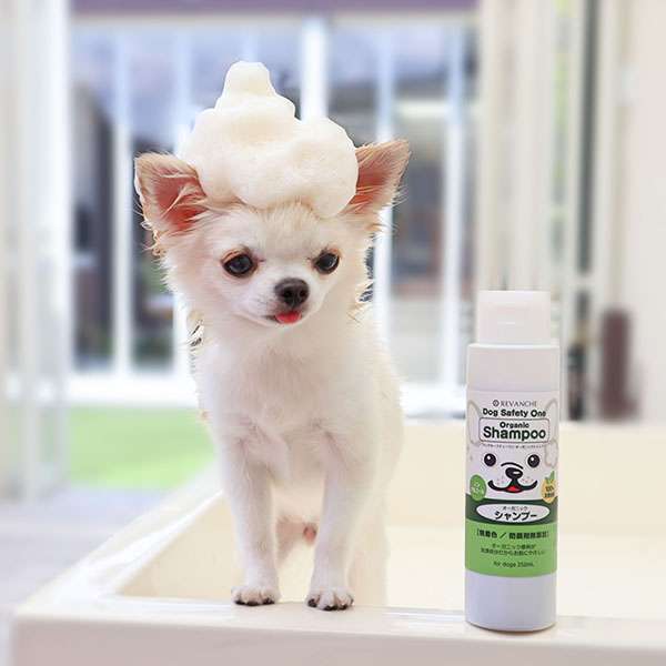 犬のシャンプー