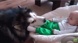 大型犬の画像下さい